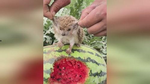 刺猬吃瓜吗?,一场奇妙的味蕾邂逅