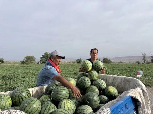 优马吃瓜事件,网络舆论的狂欢与反思