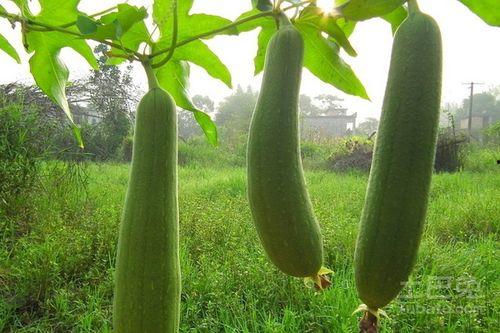 水瓜能隔天吃,健康美味两不误