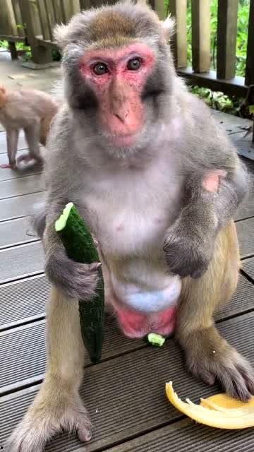 猴子吃瓜打架,瓜果引发的森林之战