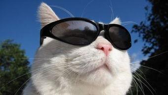 湖州吃瓜猫姐,揭秘当地美食文化新风尚