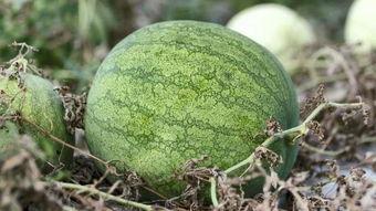 青年吃瓜法,轻松掌握网络热点，畅游信息海洋