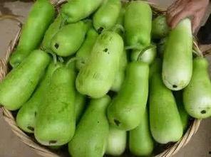 葫芦瓜下面条吃,探寻家常美食的独特搭配