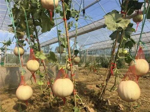 吃瓜群众盆栽,揭秘都市绿意生活新潮流